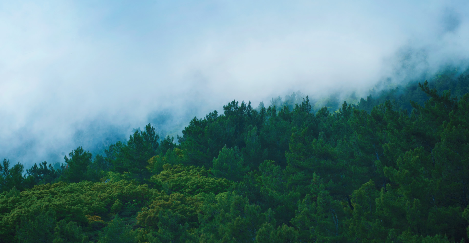 京都宮津 マダフミモミズ 京都宮津のええもんをお届けします